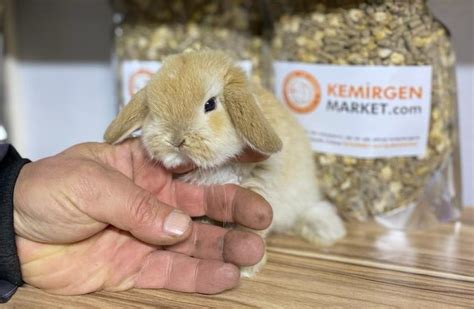 yemeklik tavşan fiyatları